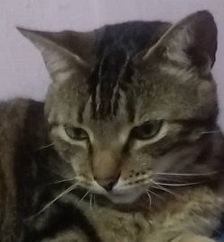 Animal reportado